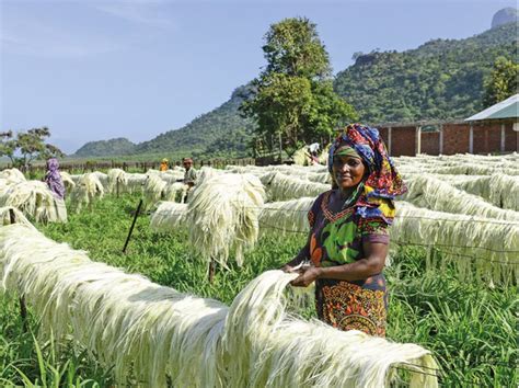  Sisal: Explorando as Versatilidades deste Fibra Natural Resistente para Aplicações Industriais e Artesanais!