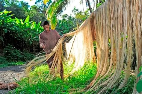  Kapok: Uma Fibra Vegetal Natural com Aplicações Inusitadas na Indústria Têxtil!