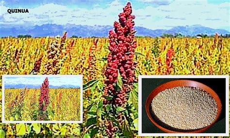  Quinoa: Um Grão Milenar para Tecidos de Alta Performance e Sustentabilidade Inigualável!