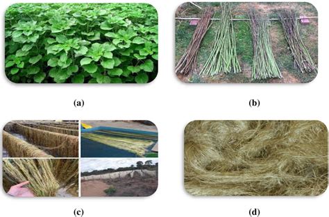  Reforço de Fibra de Ramie: A Revolução Verde na Engenharia de Materiais!