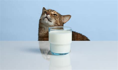 牛乳 離乳食 レシピ: なぜ猫は牛乳を飲むと踊り出すのか？